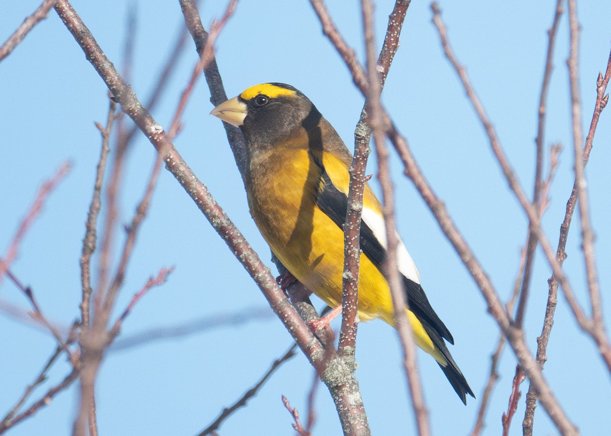 Evening Grosbeak - ML647144000