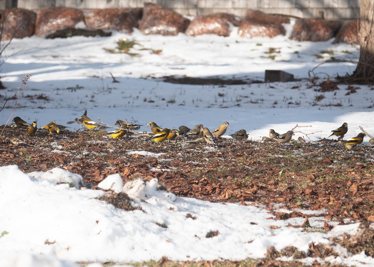 Evening Grosbeak - ML647144001