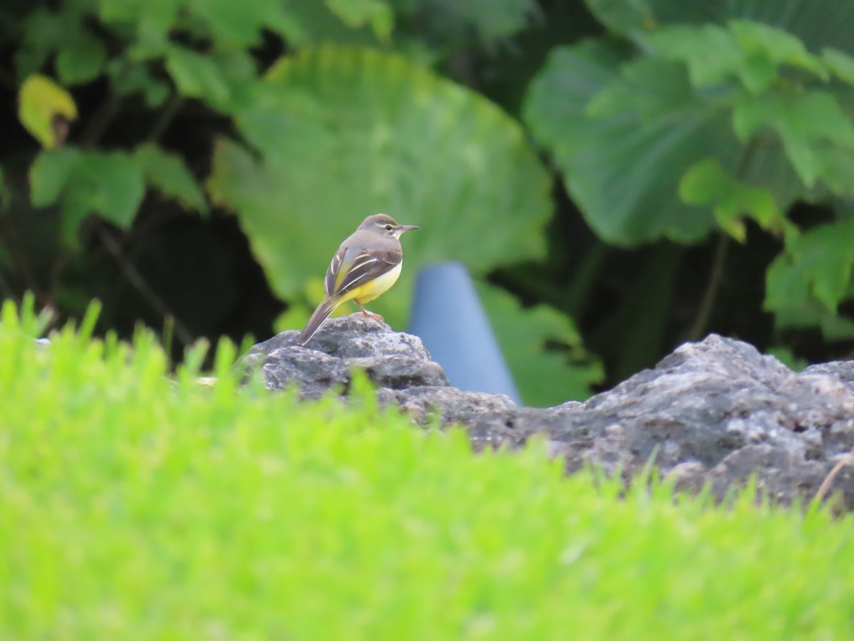 Gebirgsstelze - ML647144002