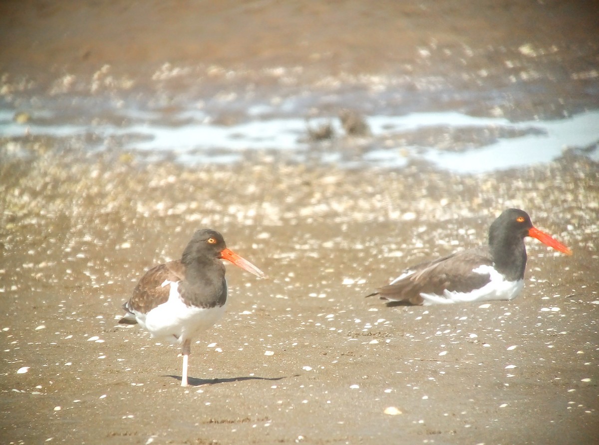 American Oystercatcher - ML647144009