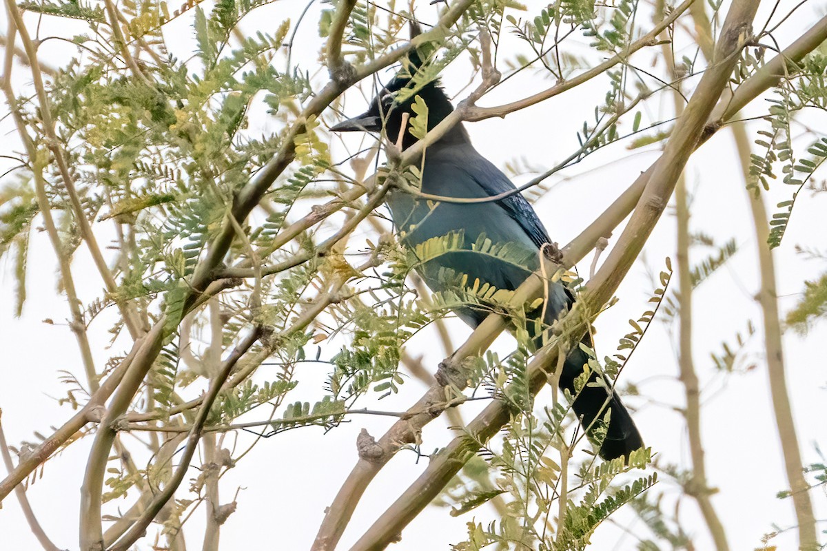 Steller's Jay - ML647144025