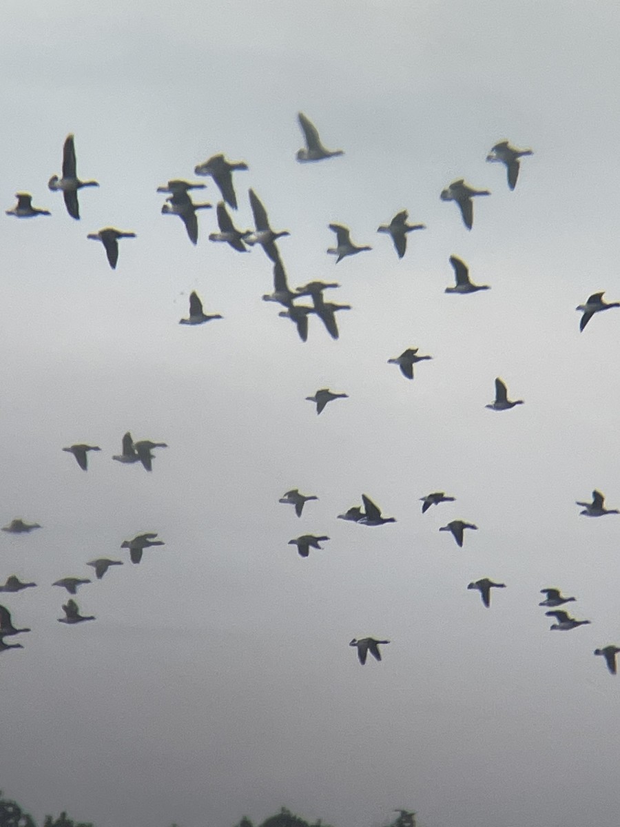 Brant (Pale-bellied) - ML647144034