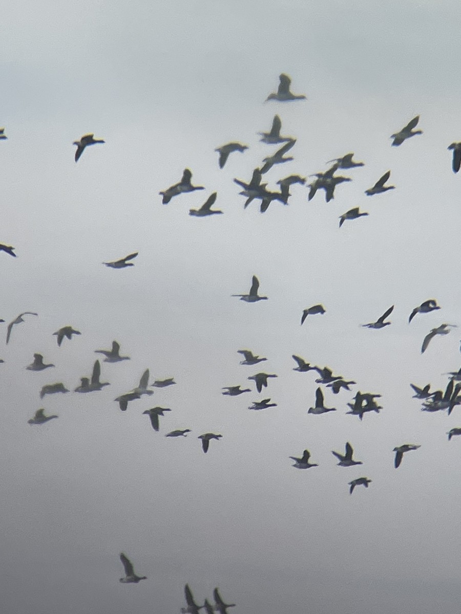 Brant (Pale-bellied) - ML647144035