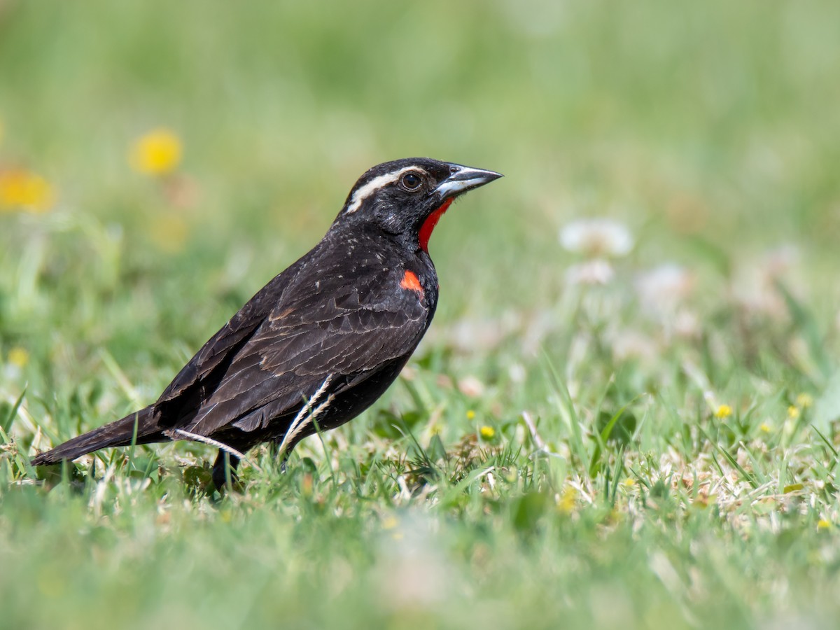White-browed Meadowlark - ML647144043