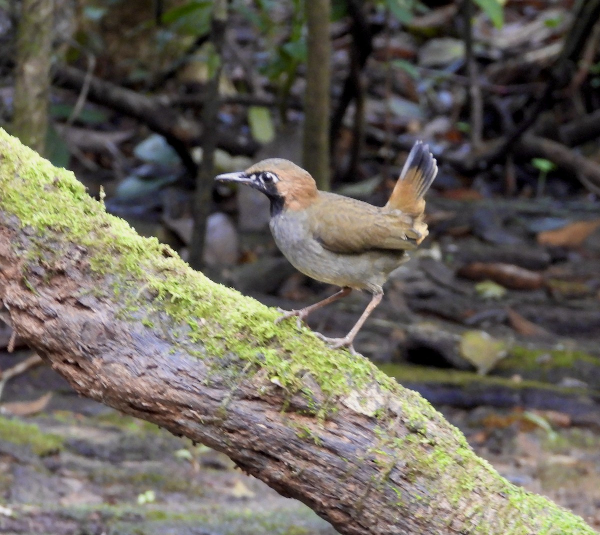 Black-faced Antthrush - ML647144044