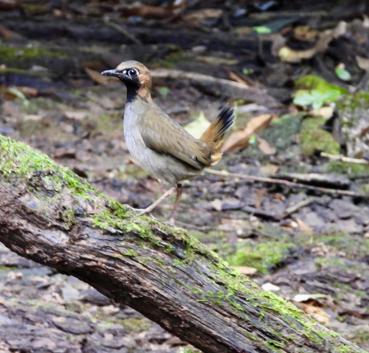 Black-faced Antthrush - ML647144045