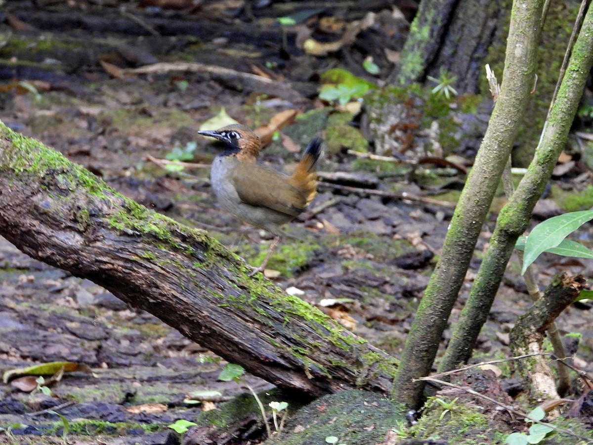 Black-faced Antthrush - ML647144047