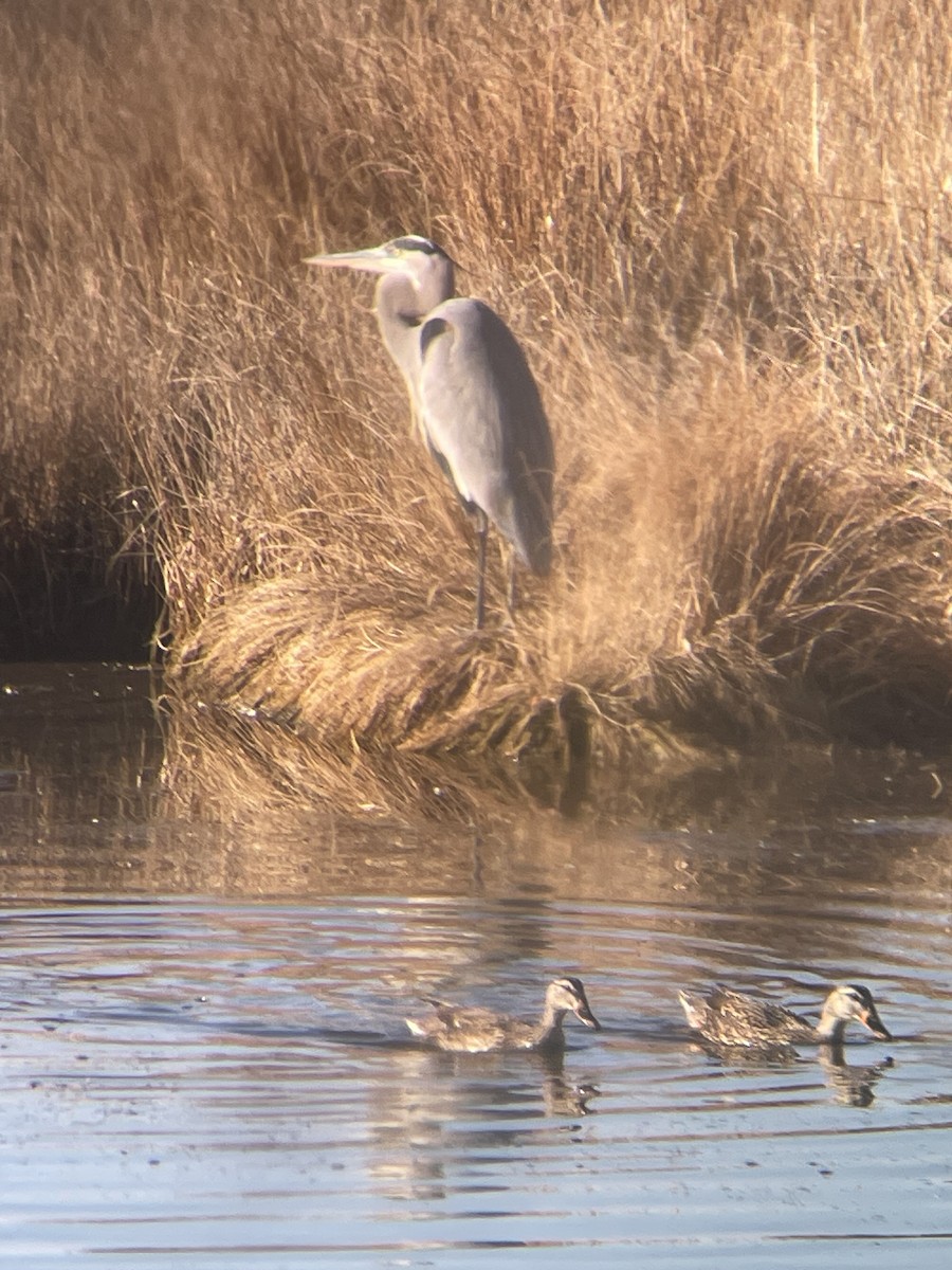 Great Blue Heron - ML647144082
