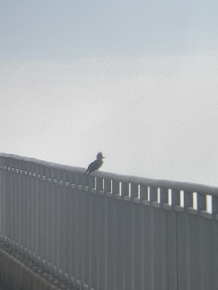 Belted Kingfisher - ML647144096