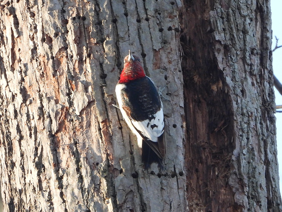 Red-headed Woodpecker - ML647144107