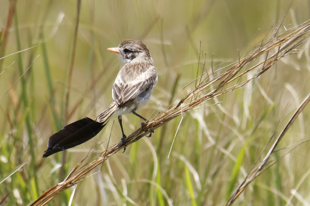 Strange-tailed Tyrant - ML647144116