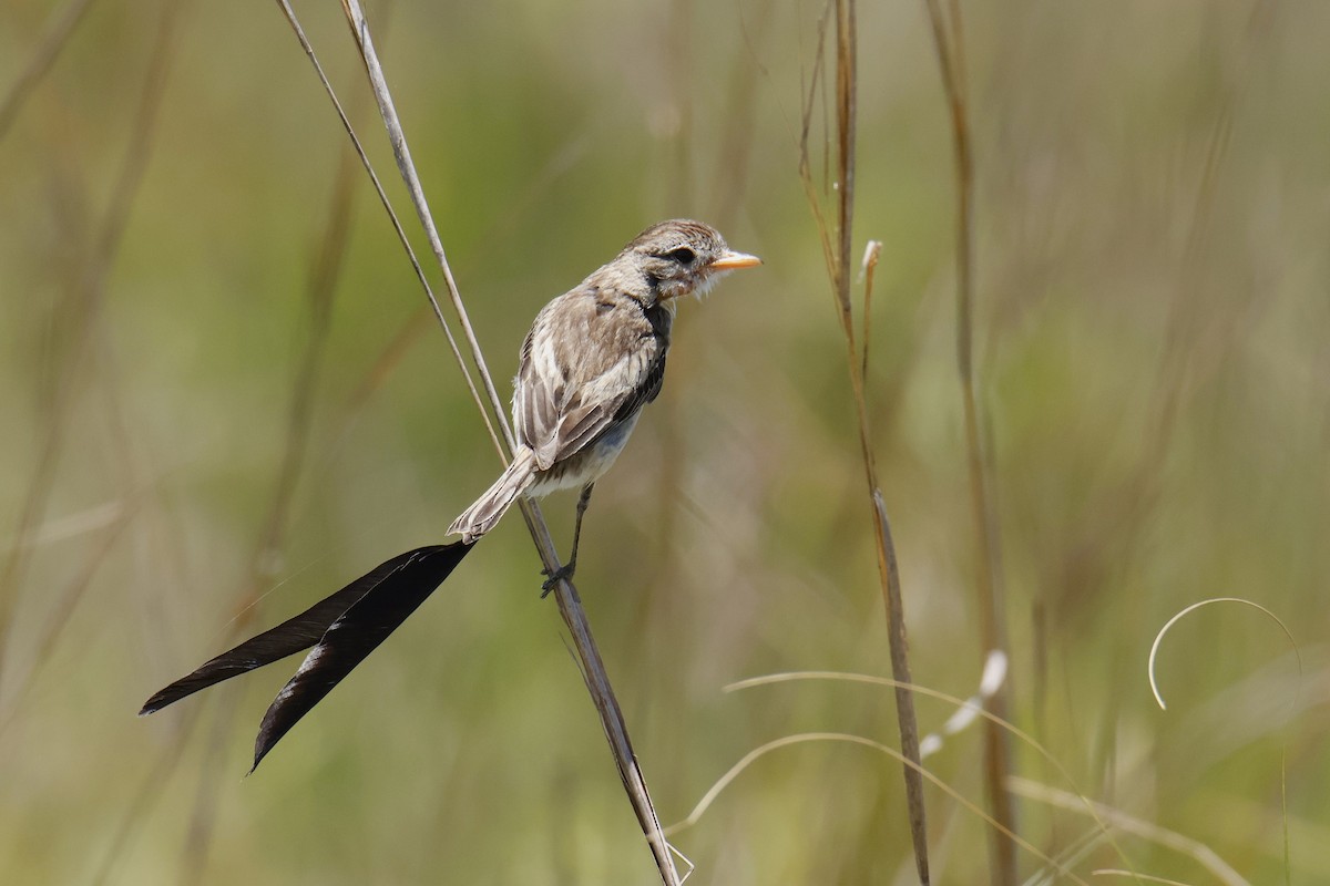 Strange-tailed Tyrant - ML647144117