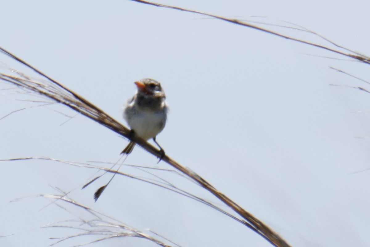 Strange-tailed Tyrant - ML647144122