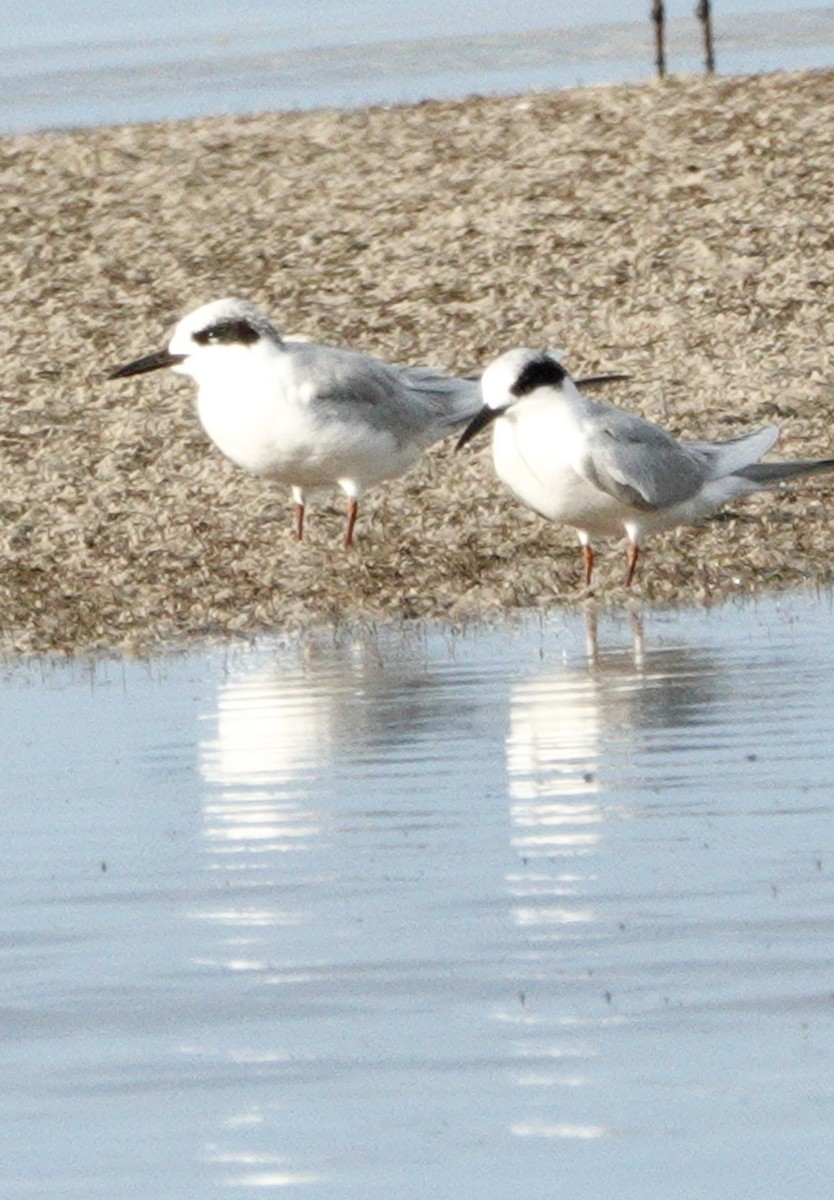 prærieterne - ML647144127