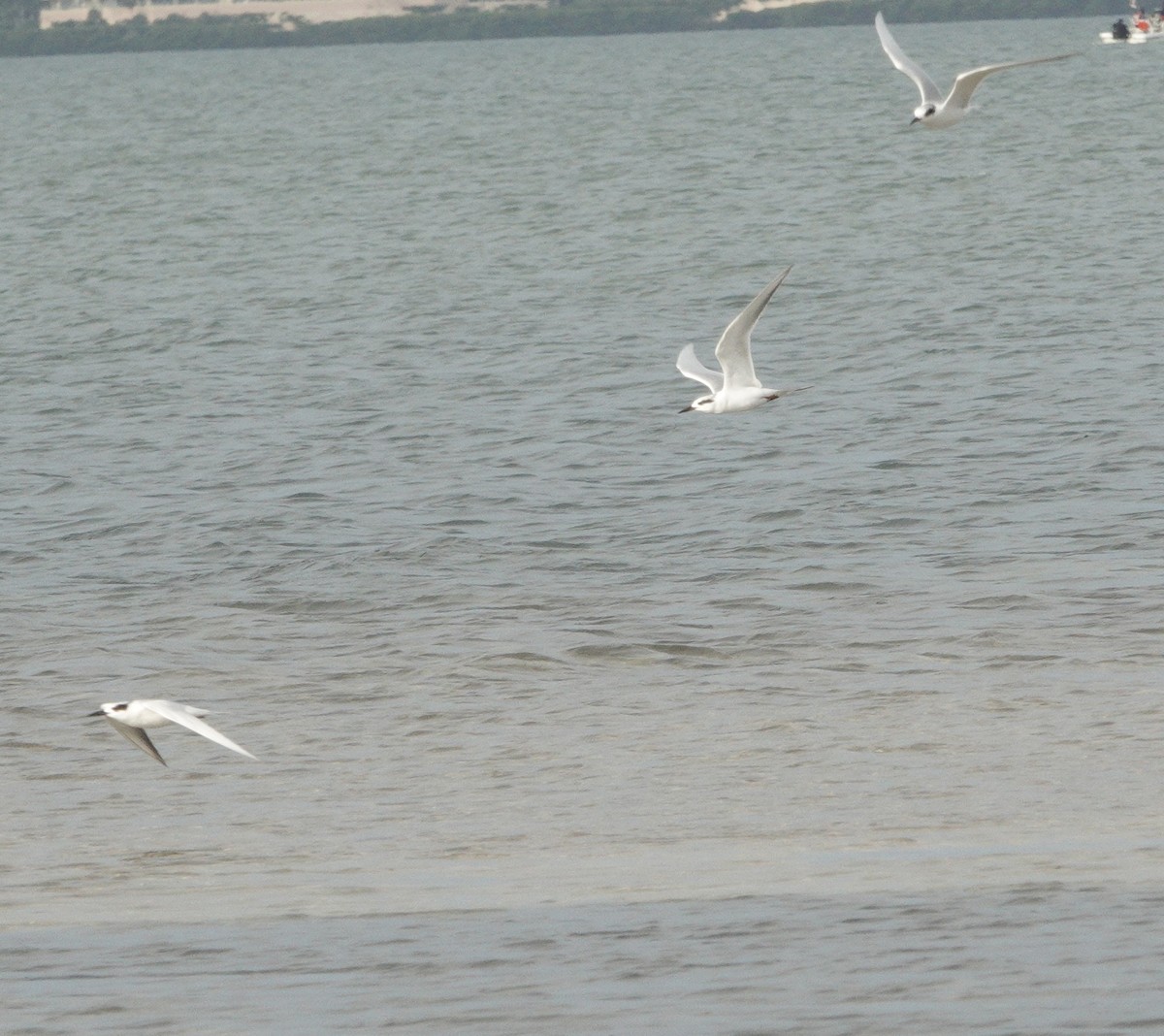 prærieterne - ML647144128