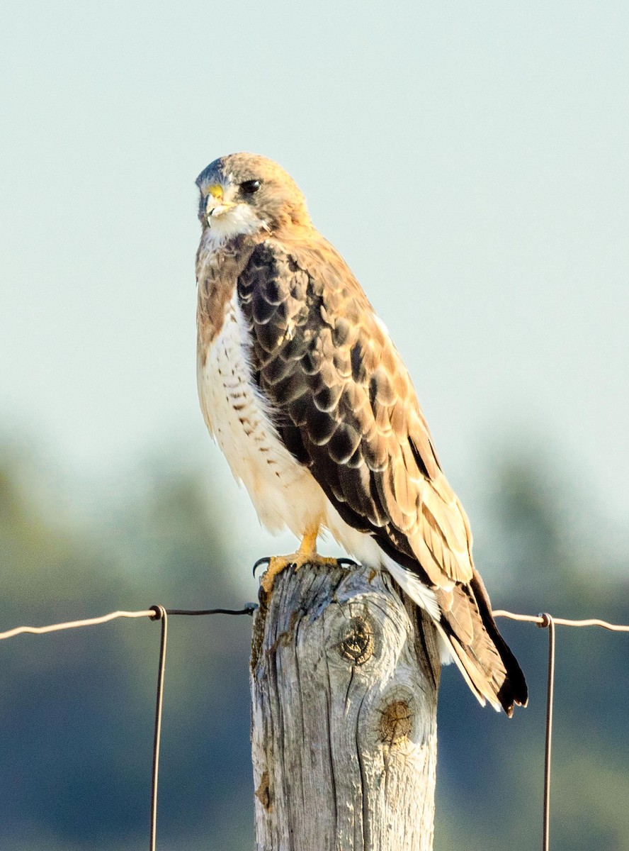 Свенсонов канюк - ML647144136