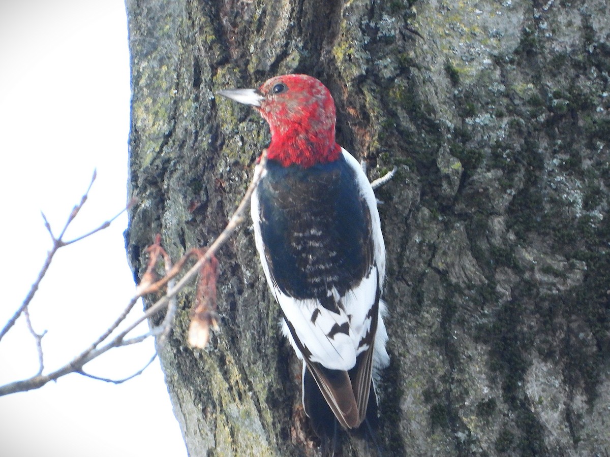Red-headed Woodpecker - ML647144137