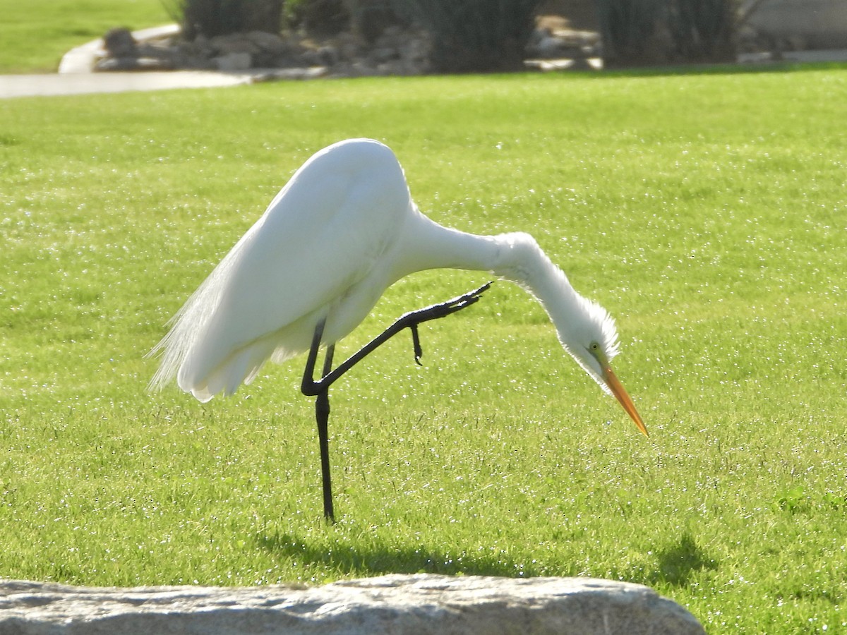 Great Egret - ML647144139