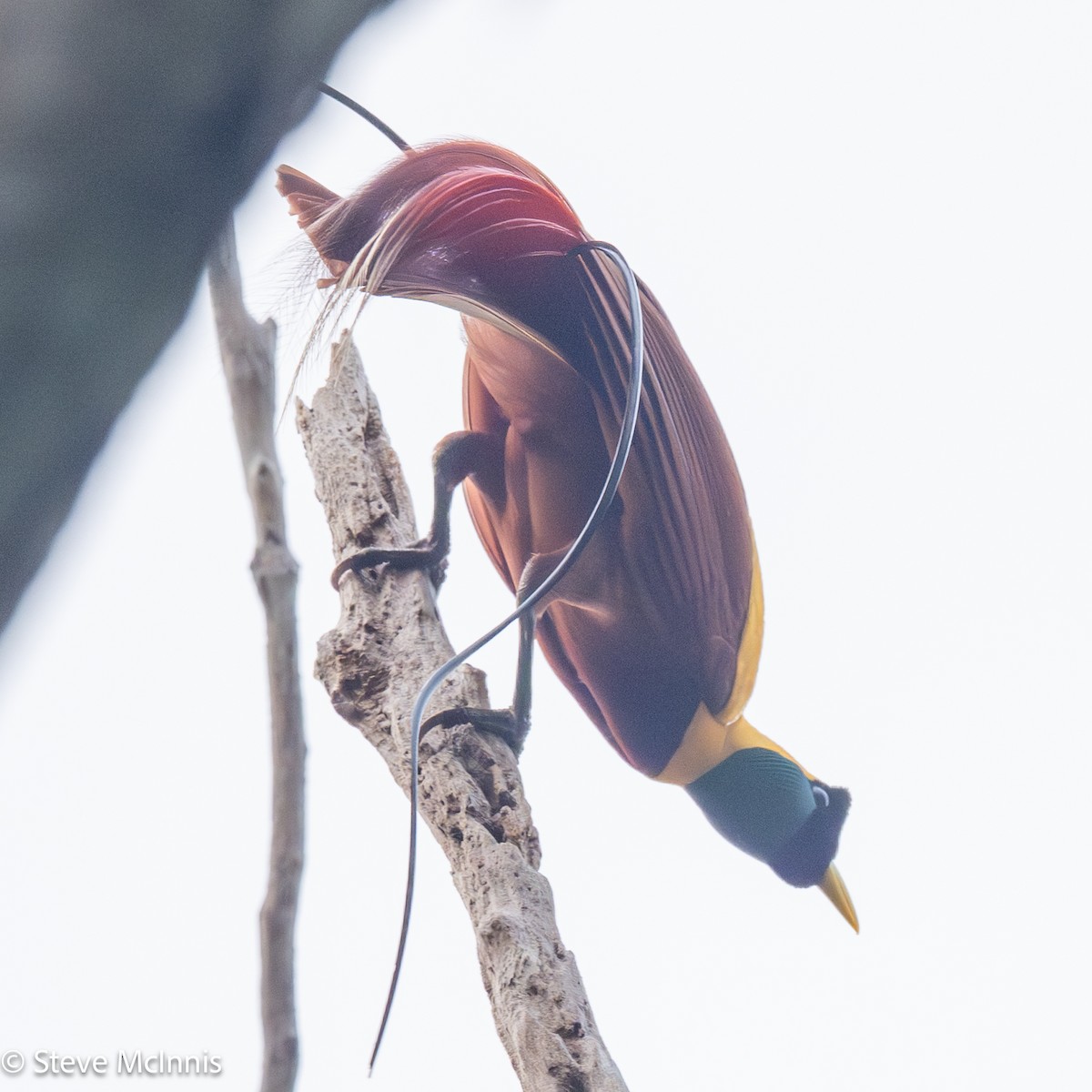Red Bird-of-Paradise - ML647144149