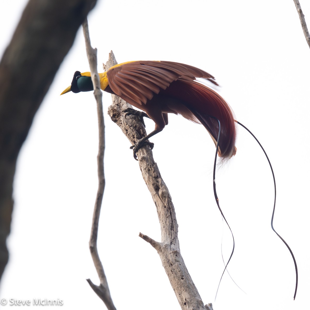 Red Bird-of-Paradise - ML647144150