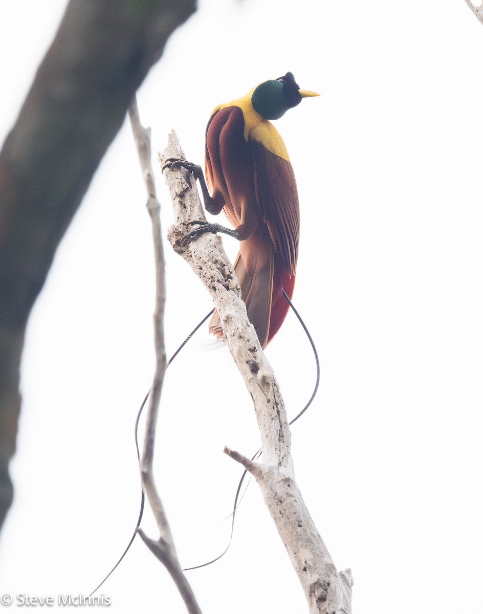 Red Bird-of-Paradise - ML647144151