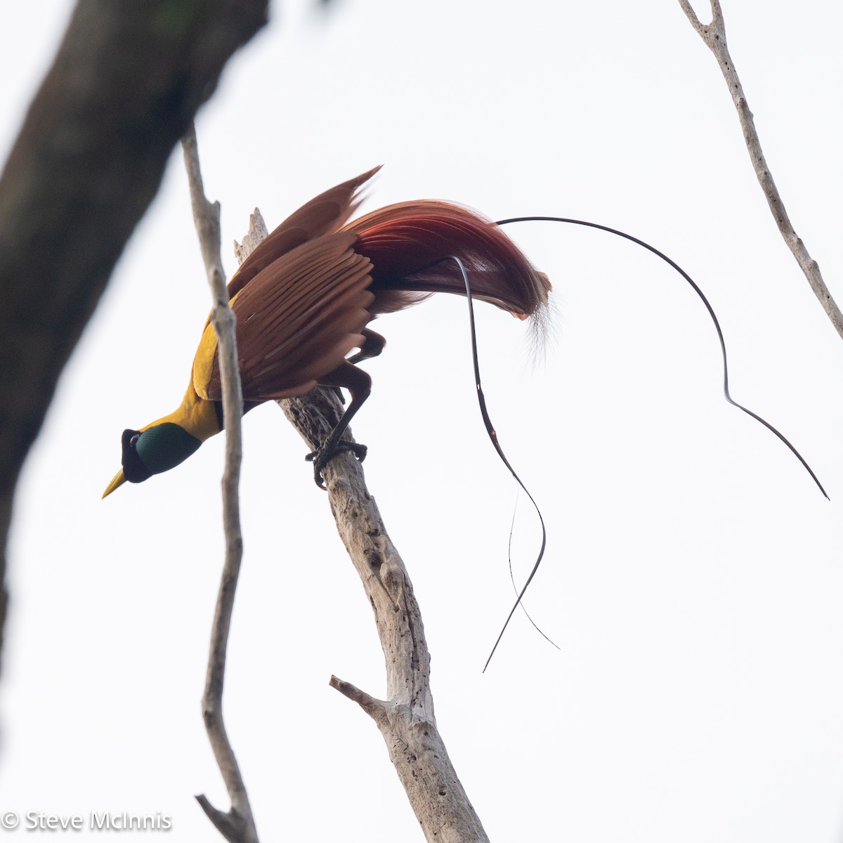 Red Bird-of-Paradise - ML647144152