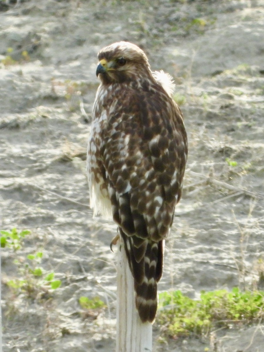 Red-shouldered Hawk - ML647144153