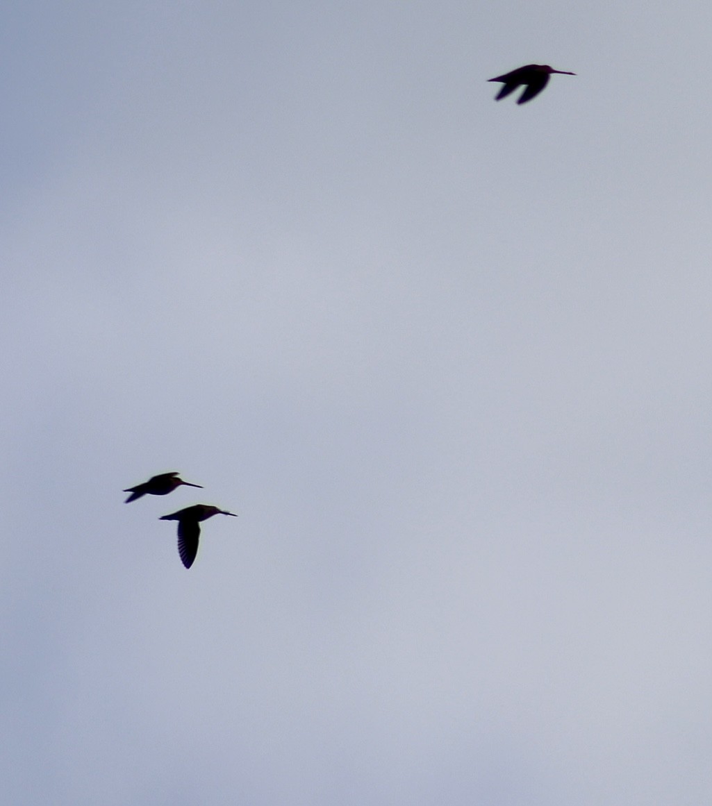 Wilson's Snipe - ML647144158