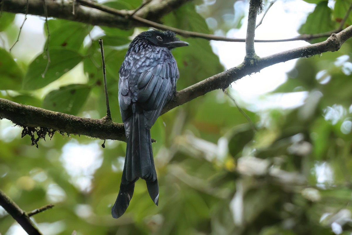 Sri Lanka Drongo - ML647144161