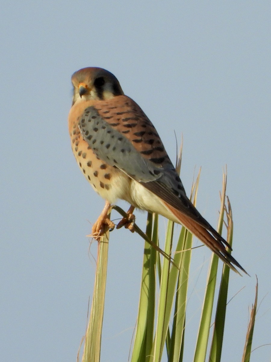 American Kestrel - ML647144166
