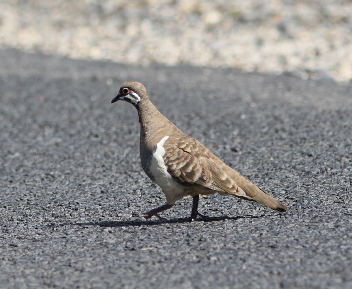 rypedue - ML647144167