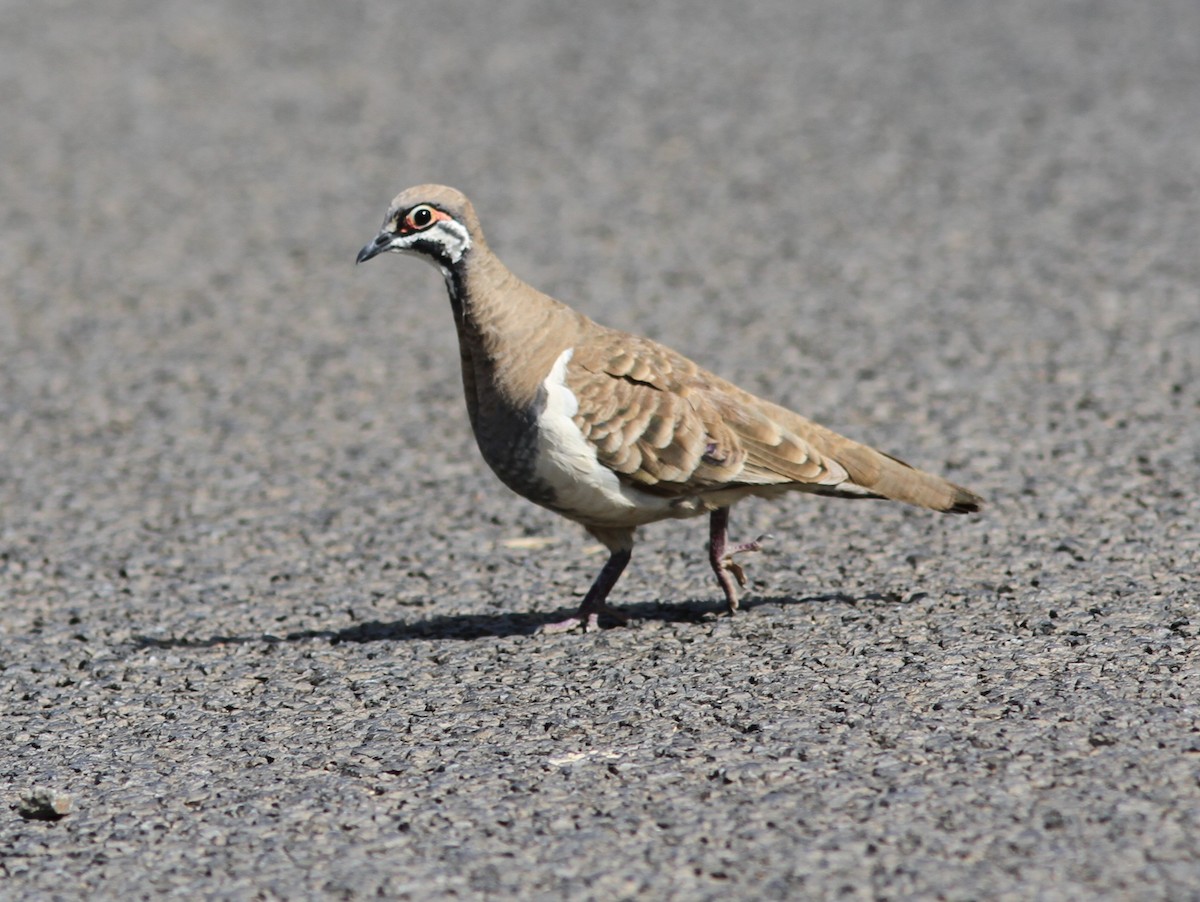 rypedue - ML647144168