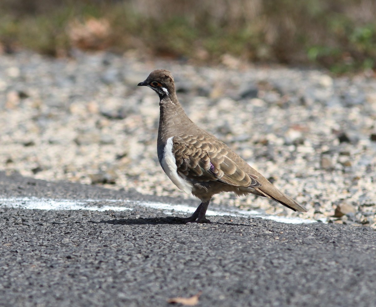 rypedue - ML647144169