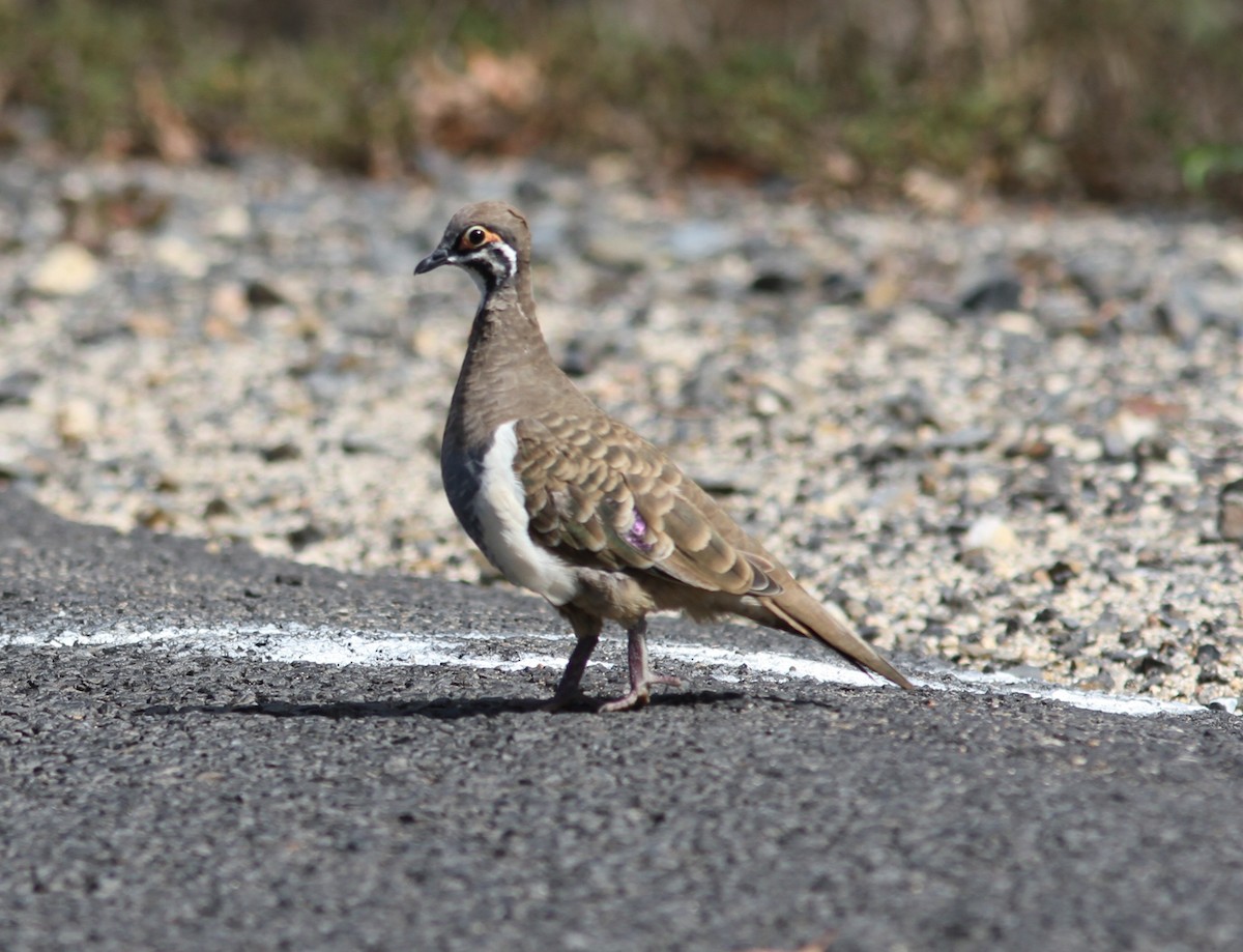 rypedue - ML647144170