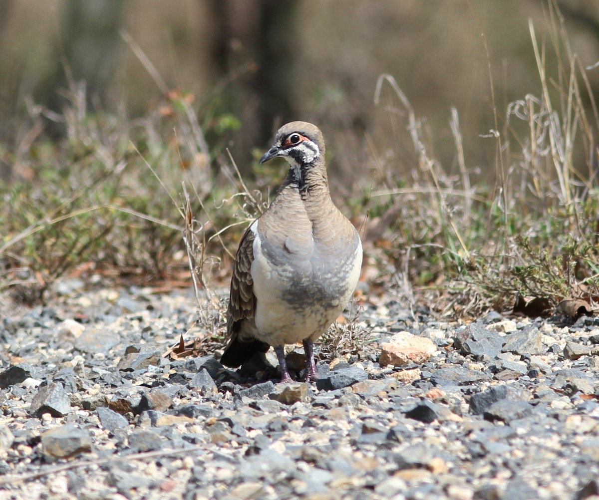 rypedue - ML647144171