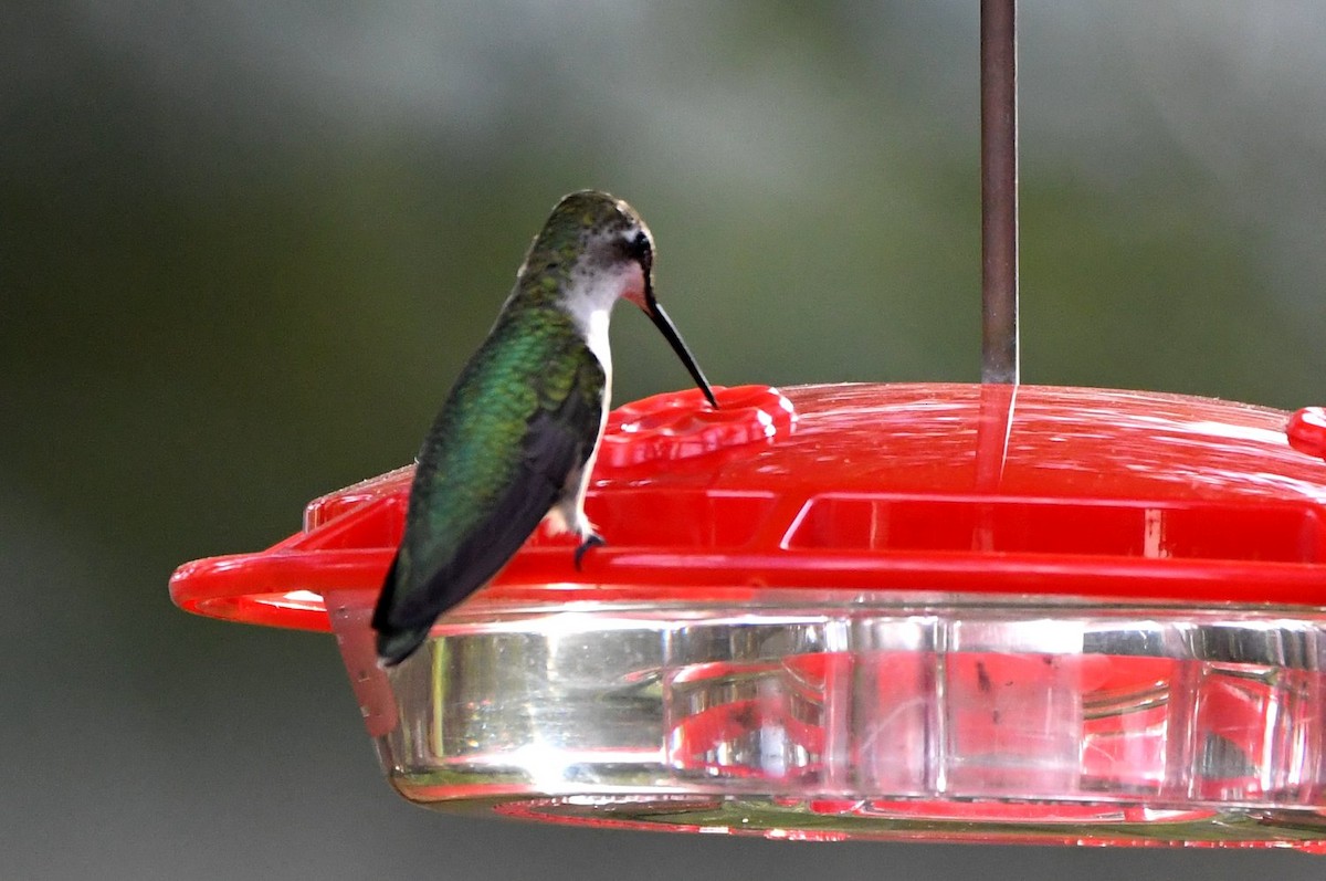 Рубиновогорлый колибри - ML647144174