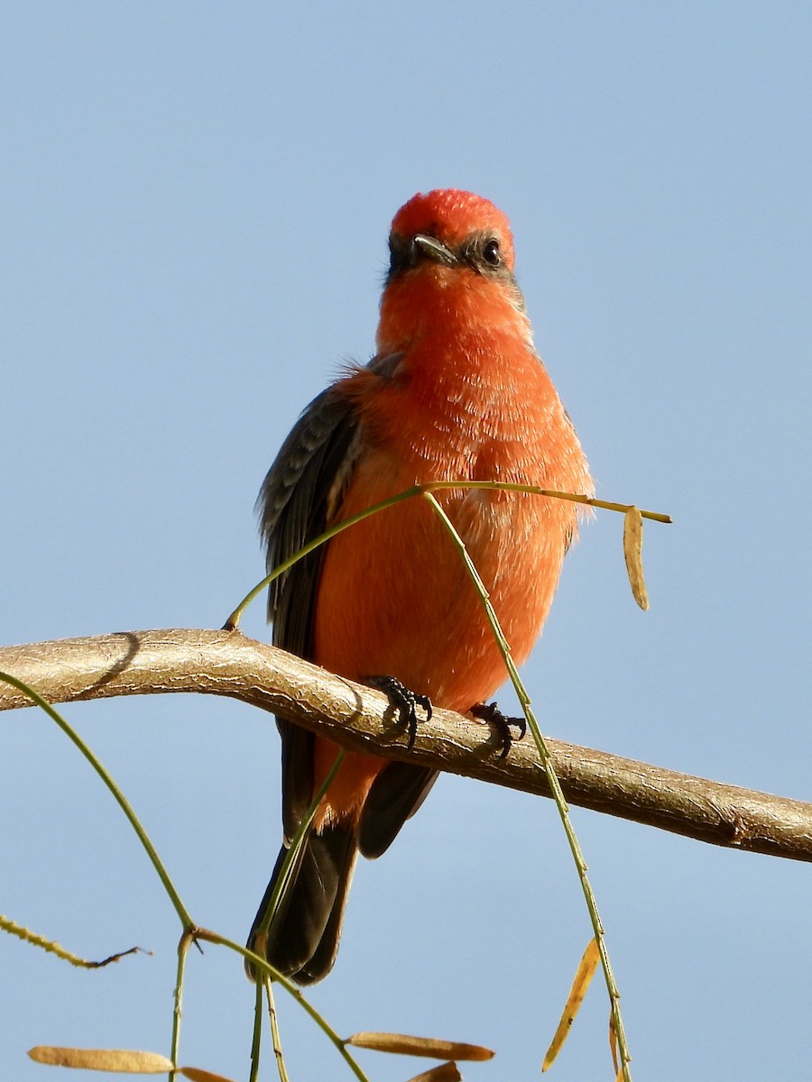 Vermilion Flycatcher - ML647144184
