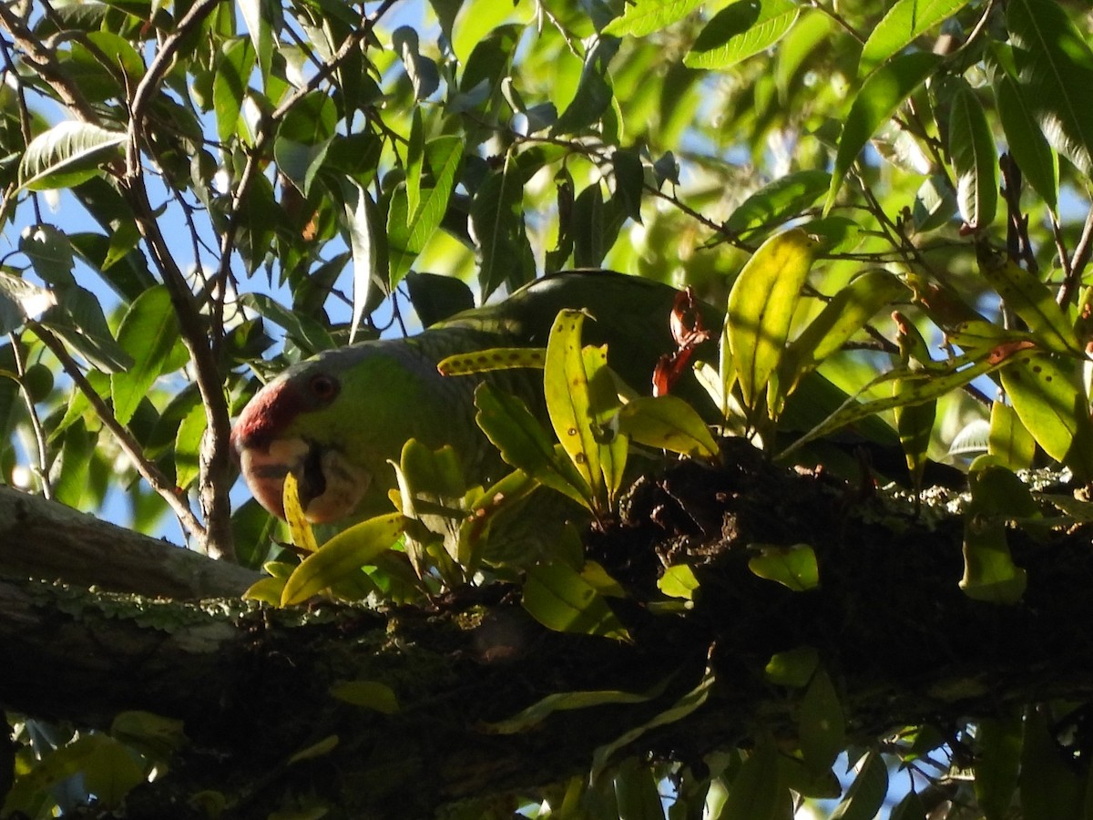 Amazona Guayabera - ML647144187