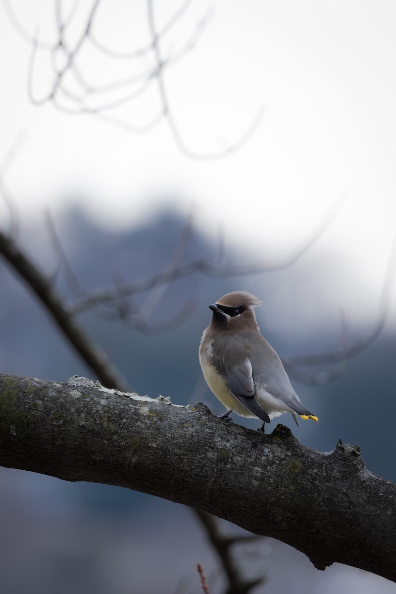 Кедровый свиристель - ML647144189