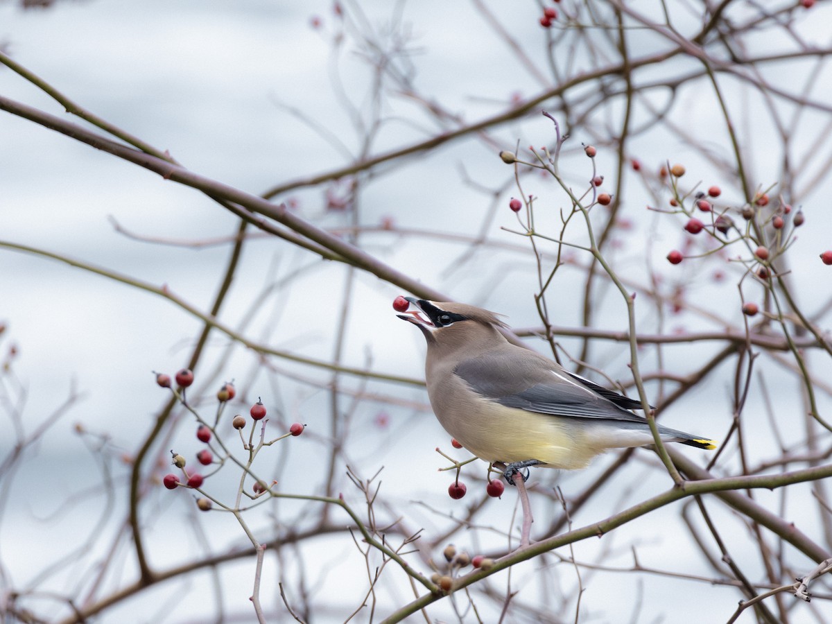 Кедровый свиристель - ML647144190
