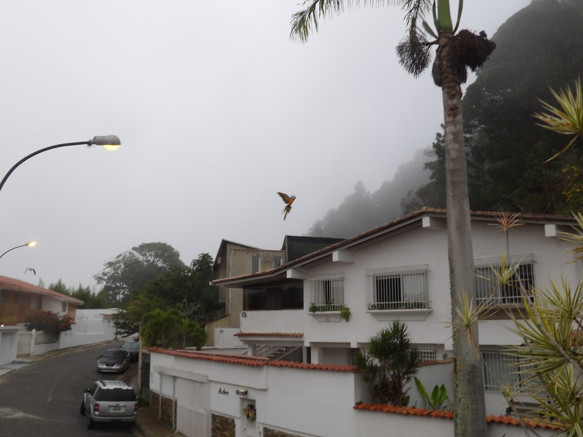 Blue-and-yellow Macaw - ML647144191