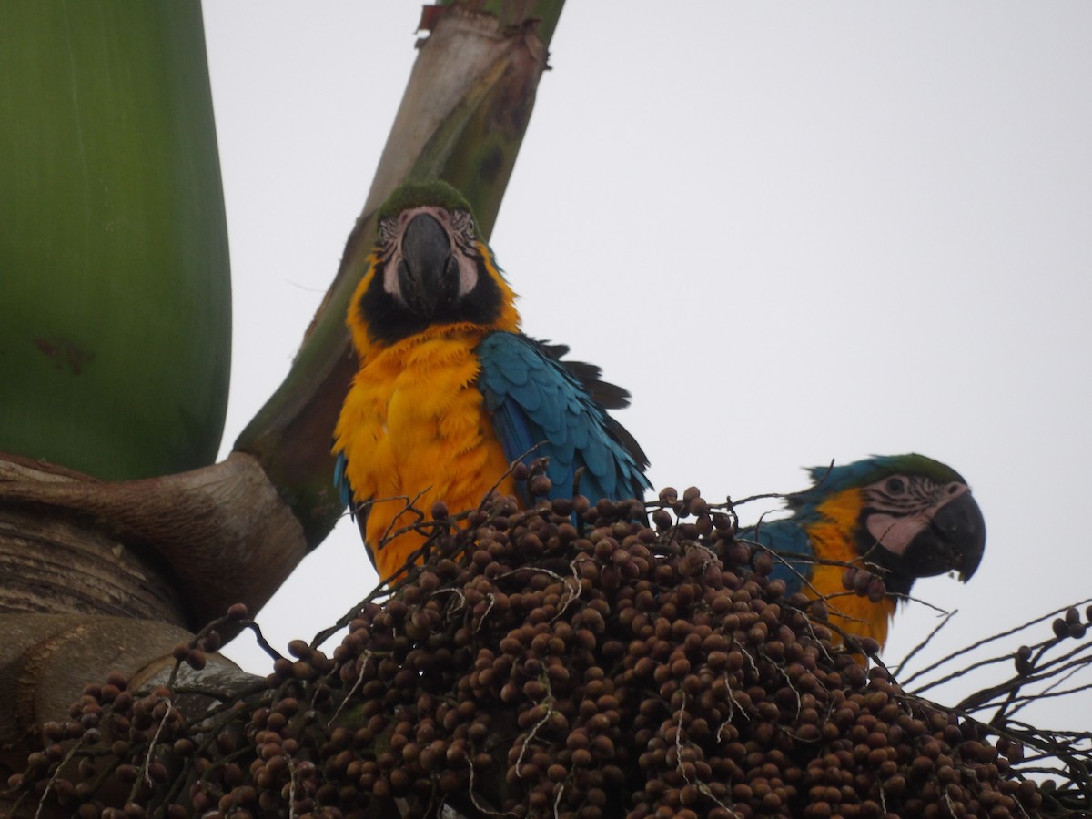 Blue-and-yellow Macaw - ML647144192