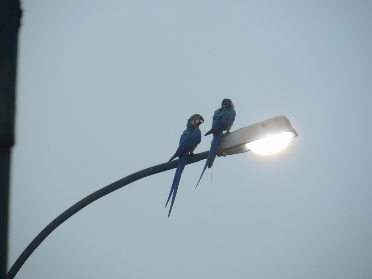 Blue-and-yellow Macaw - ML647144193