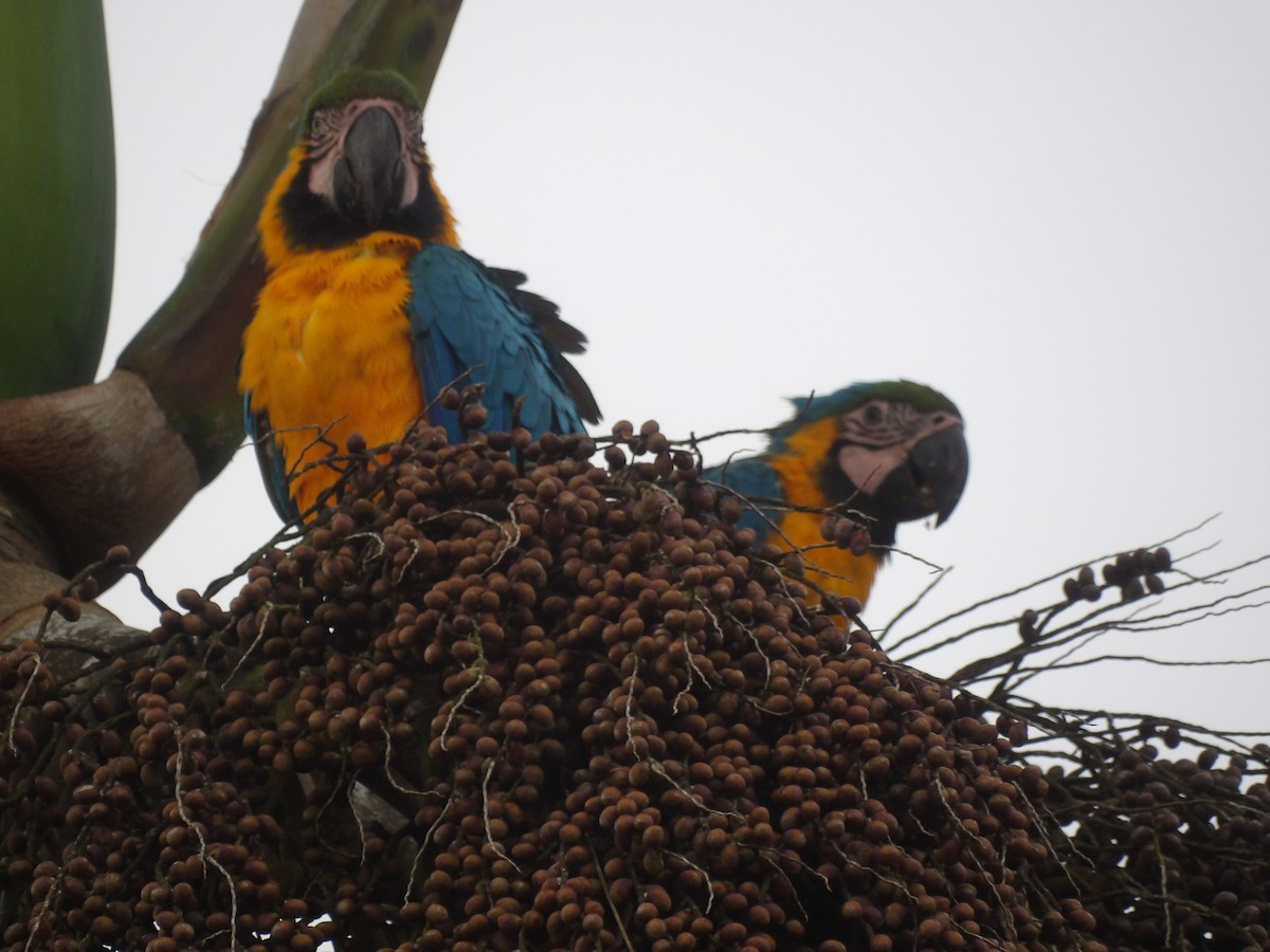 Blue-and-yellow Macaw - ML647144194