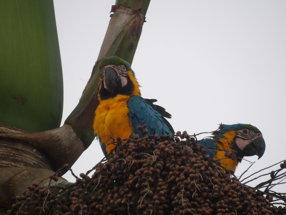 Blue-and-yellow Macaw - ML647144195