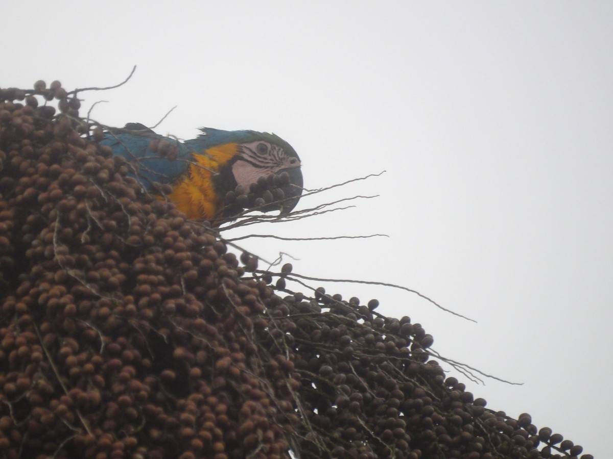 Blue-and-yellow Macaw - ML647144196