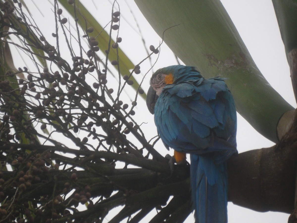 Blue-and-yellow Macaw - ML647144197