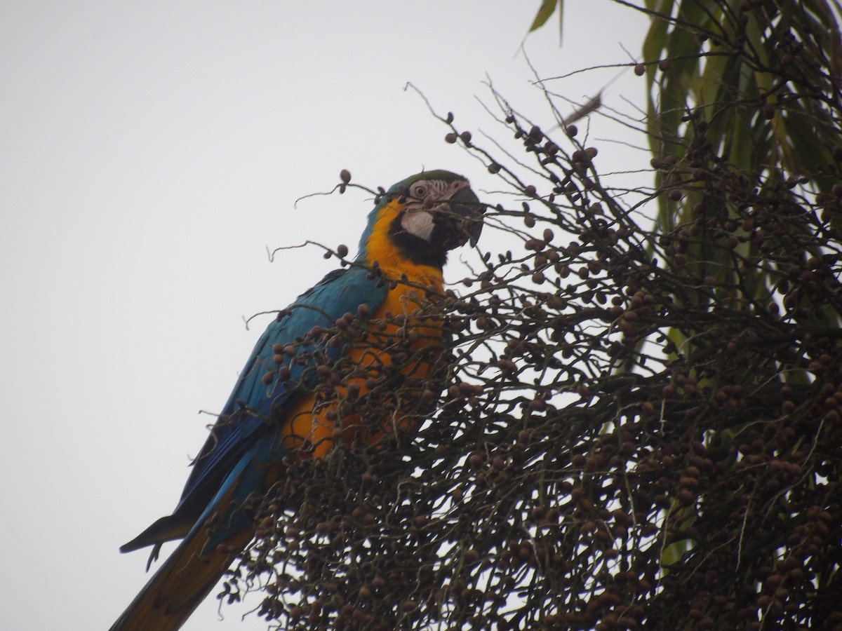 Blue-and-yellow Macaw - ML647144198