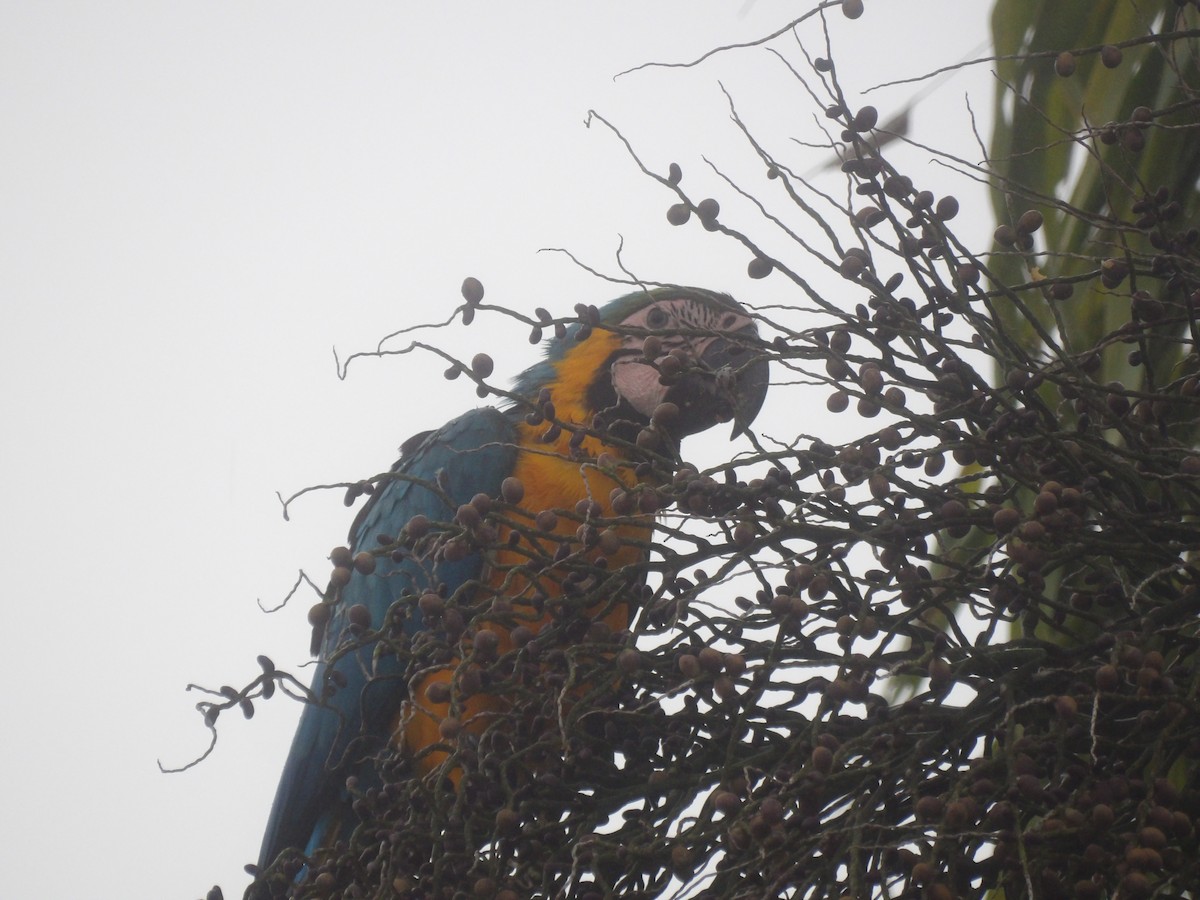 Blue-and-yellow Macaw - ML647144201