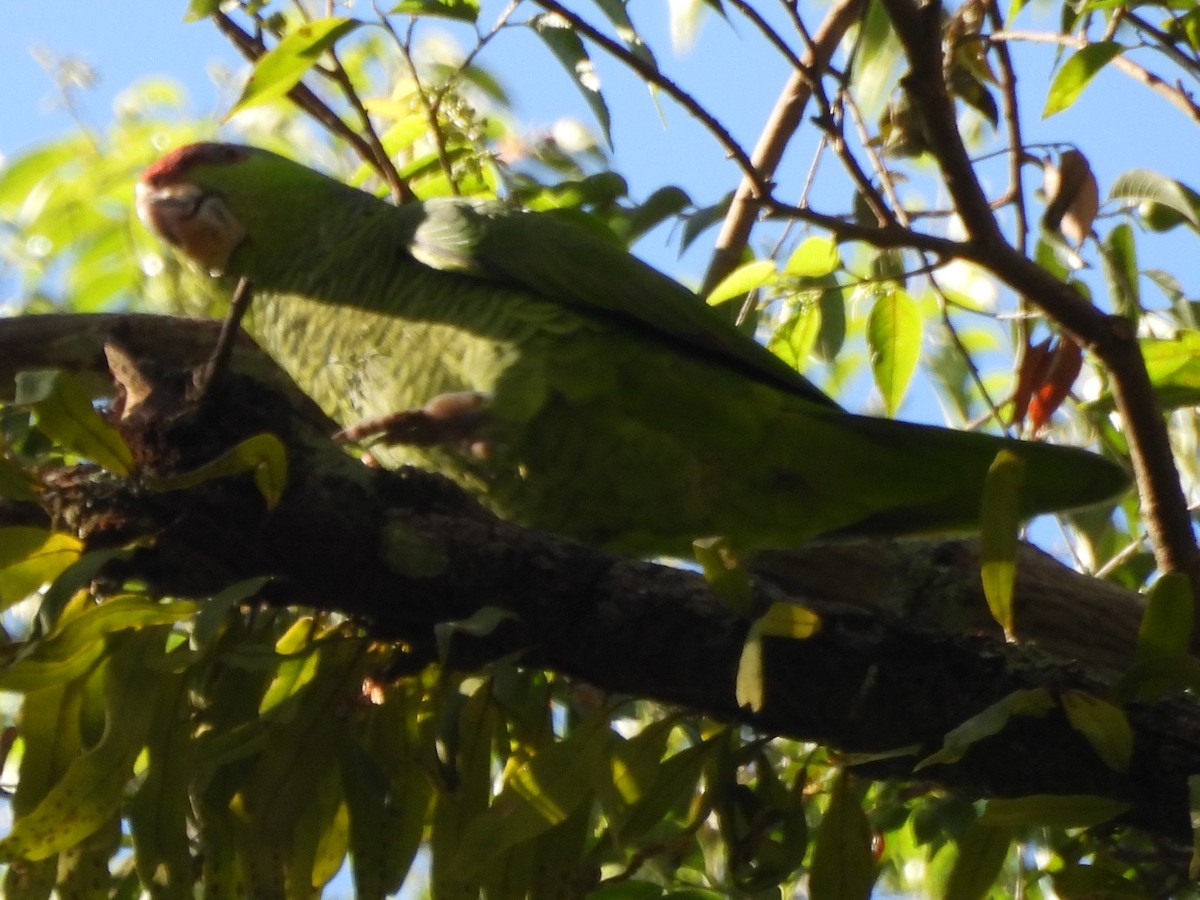 Amazona Guayabera - ML647144202